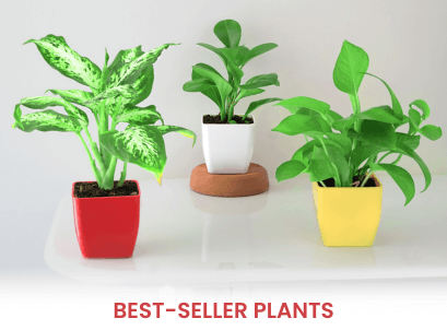 Best Sellers Plants